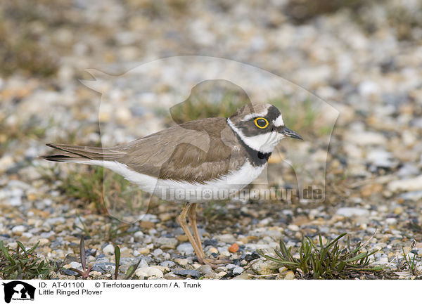 Little Ringed Plover / AT-01100