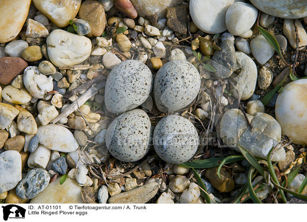 Little Ringed Plover eggs / AT-01101