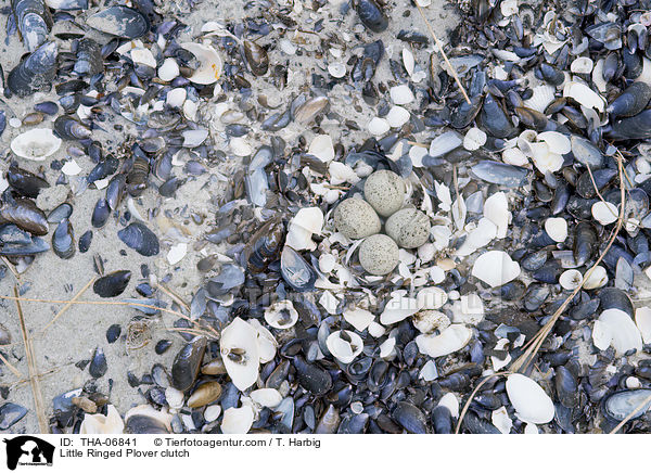 Little Ringed Plover clutch / THA-06841