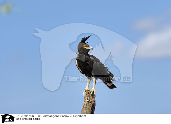 Schopfadler / long crested eagle / JR-01506