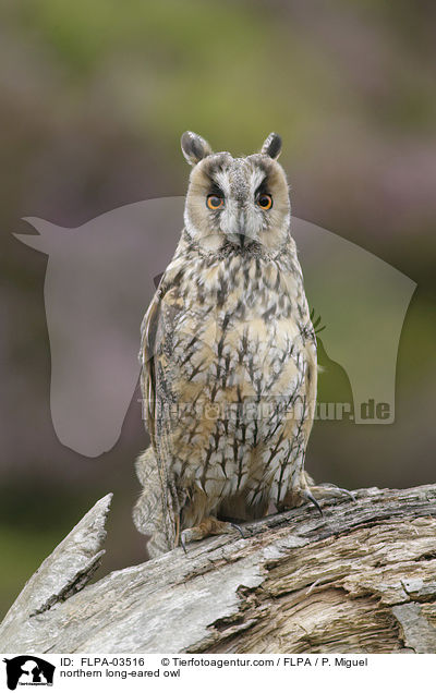Waldohreule / northern long-eared owl / FLPA-03516
