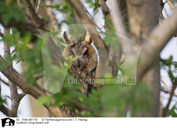 northern long-eared owl / THA-06118