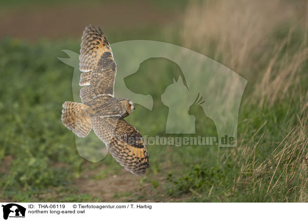 northern long-eared owl / THA-06119