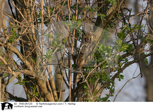 northern long-eared owl / THA-06120