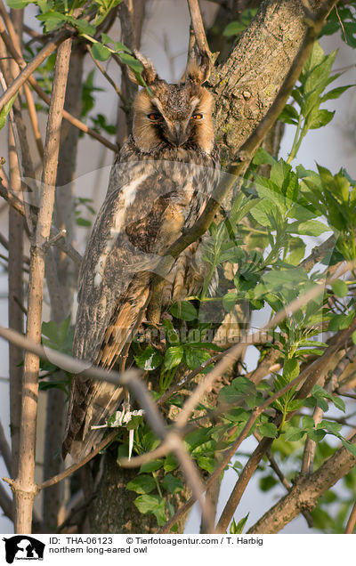 northern long-eared owl / THA-06123