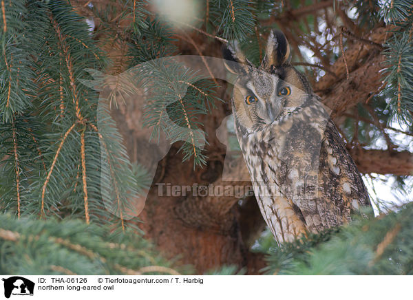 northern long-eared owl / THA-06126