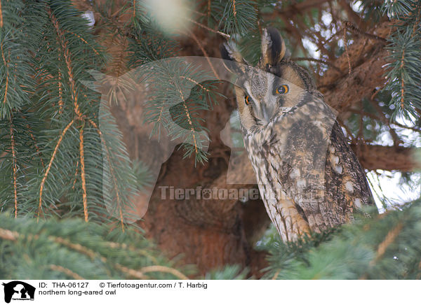 northern long-eared owl / THA-06127