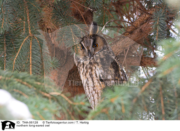 northern long-eared owl / THA-06128