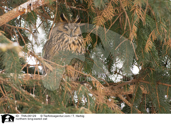 northern long-eared owl / THA-06129