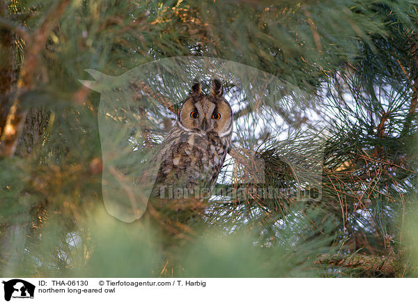 northern long-eared owl / THA-06130