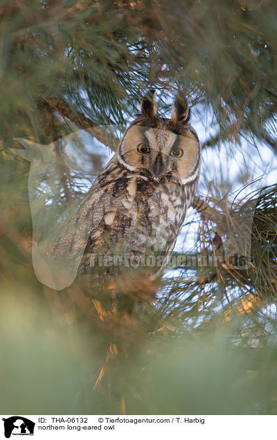northern long-eared owl / THA-06132