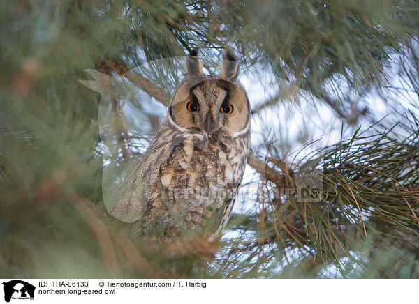 northern long-eared owl / THA-06133