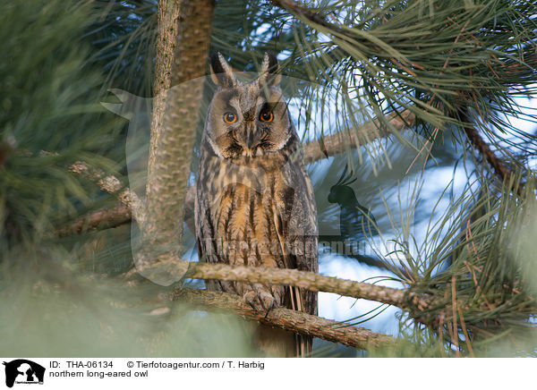 northern long-eared owl / THA-06134