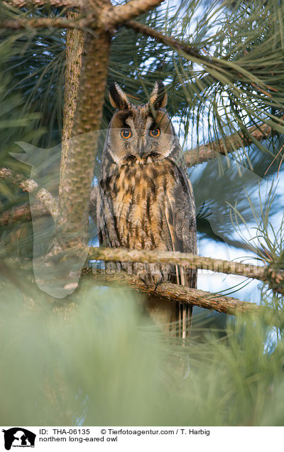 northern long-eared owl / THA-06135