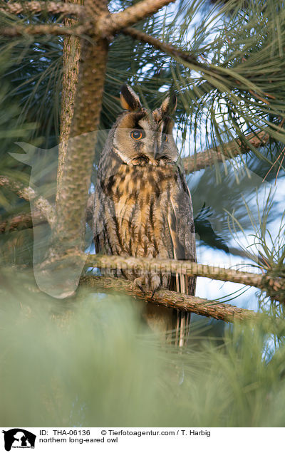 northern long-eared owl / THA-06136