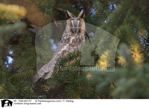 northern long-eared owl / THA-06137
