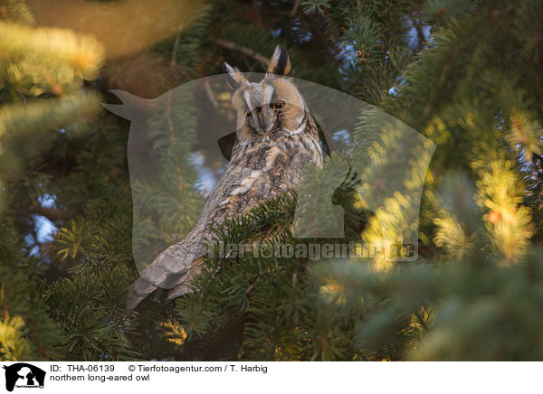 northern long-eared owl / THA-06139