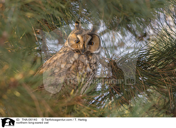 northern long-eared owl / THA-06140