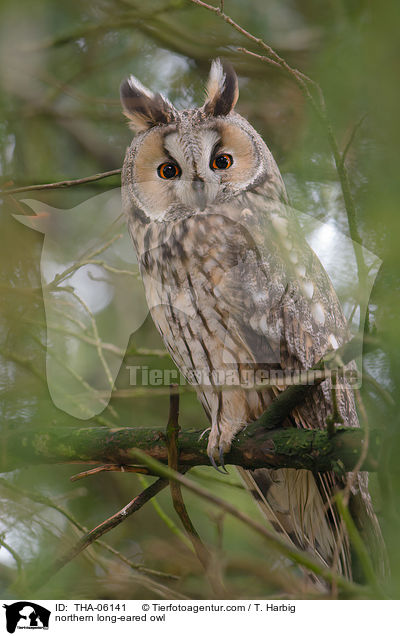 northern long-eared owl / THA-06141