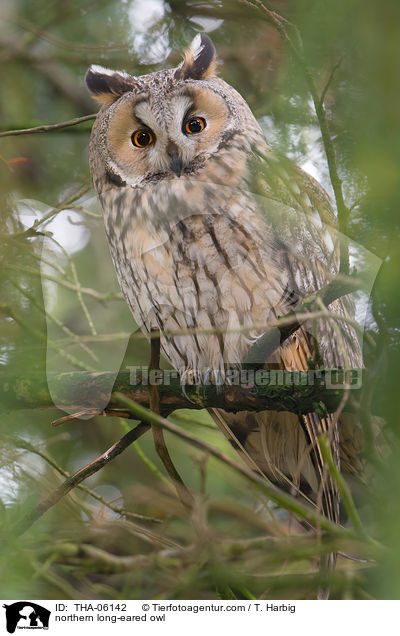 northern long-eared owl / THA-06142
