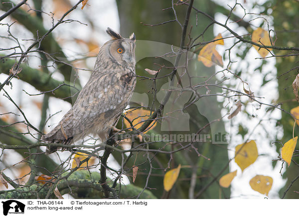 northern long-eared owl / THA-06144