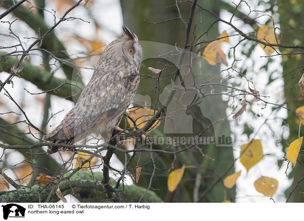 northern long-eared owl / THA-06145
