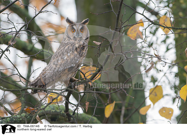 northern long-eared owl / THA-06146
