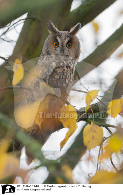 northern long-eared owl / THA-06148