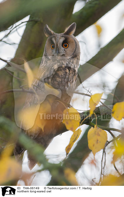 northern long-eared owl / THA-06149