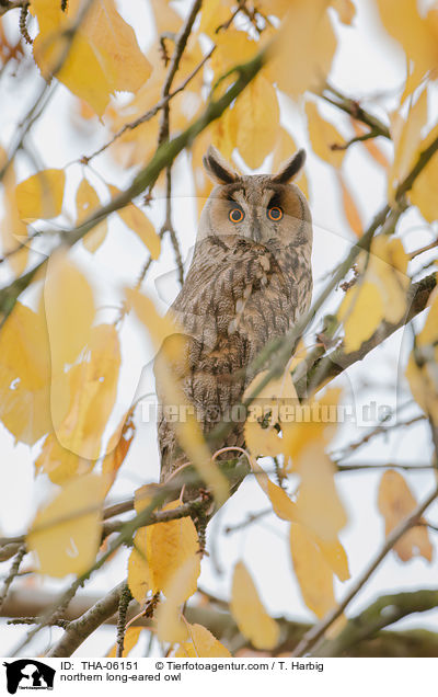 northern long-eared owl / THA-06151