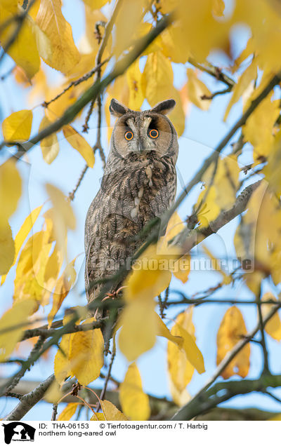 northern long-eared owl / THA-06153