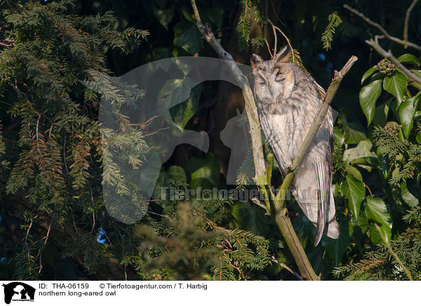 northern long-eared owl / THA-06159