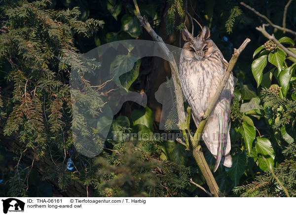 northern long-eared owl / THA-06161