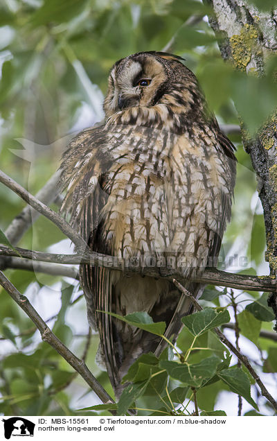 northern long-eared owl / MBS-15561