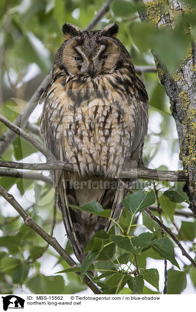 northern long-eared owl / MBS-15562