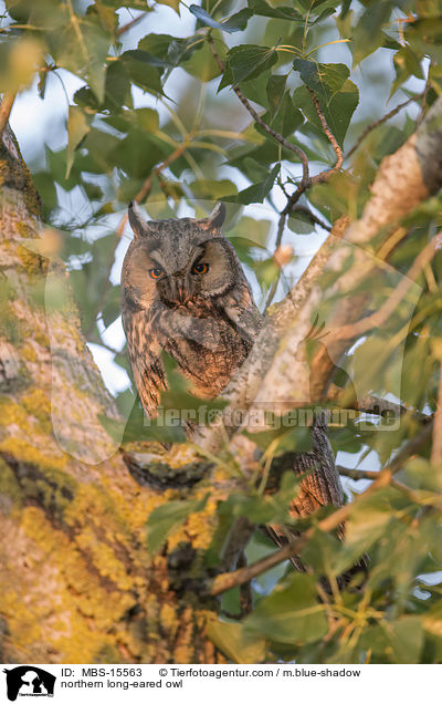 northern long-eared owl / MBS-15563