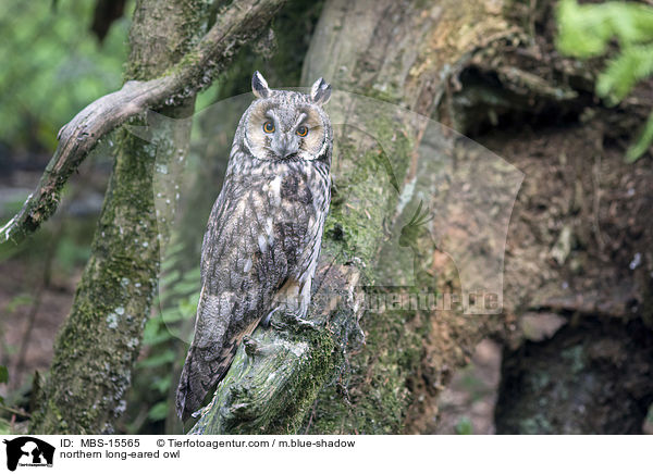northern long-eared owl / MBS-15565
