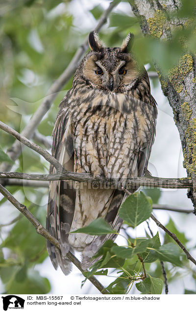 northern long-eared owl / MBS-15567