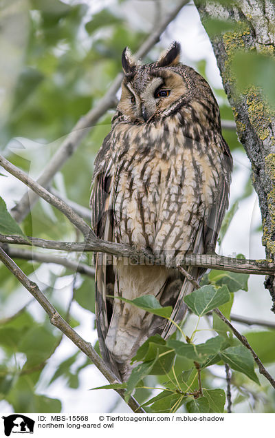 northern long-eared owl / MBS-15568