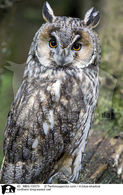 northern long-eared owl / MBS-15570