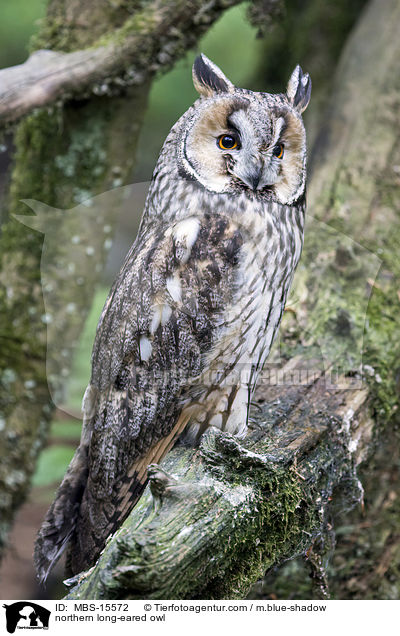 northern long-eared owl / MBS-15572