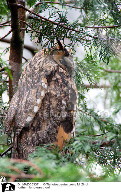 northern long-eared owl / MAZ-05337