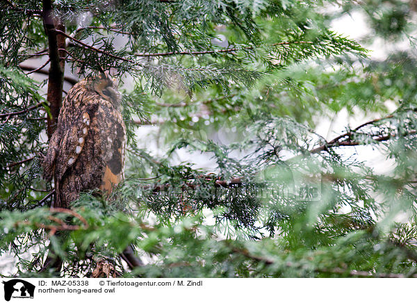 northern long-eared owl / MAZ-05338
