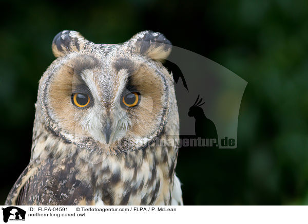 northern long-eared owl / FLPA-04591
