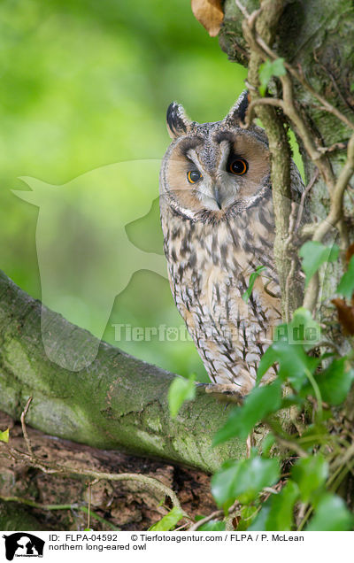 northern long-eared owl / FLPA-04592