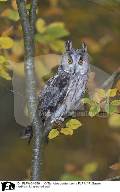 northern long-eared owl / FLPA-04656