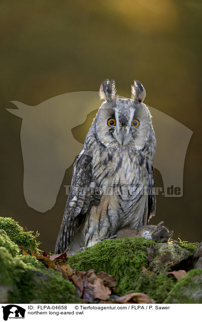 northern long-eared owl / FLPA-04658