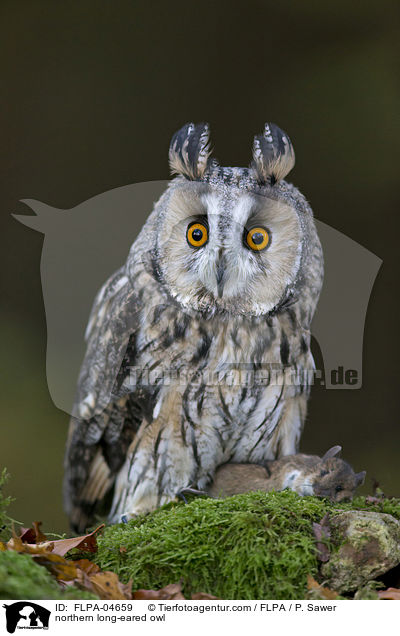 northern long-eared owl / FLPA-04659