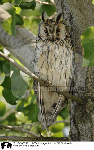 northern long-eared owl / DV-03590