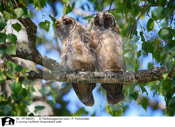 2 young northern long-eared owls / FF-08091